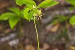 Indian Cucumber-root