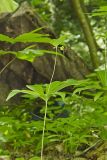 Indian Cucumber-root, Medeola virginiana