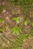 Indian Cucumber-root; Medeola virginiana