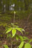 Indian Cucumber-root; Medeola virginiana