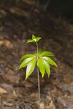 Indian Cucumber-root, Medeola virginiana