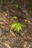 Indian Cucumber-root, Medeola virginiana