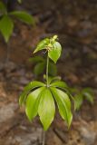 Indian Cucumber-root, Medeola virginiana