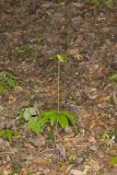 Indian Cucumber-root, Medeola virginiana