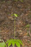 Indian Cucumber-root, Medeola virginiana