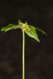 Indian Cucumber-root, Medeola virginiana