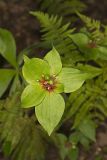 Indian Cucumber-root, Medeola virginiana