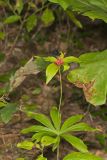 Indian Cucumber-root, Medeola virginiana