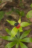 Indian Cucumber-root, Medeola virginiana