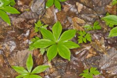 Indian Cucumber-root, Medeola virginiana Indian Cucumber-root, Medeola virginiana