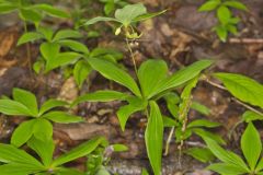 Indian Cucumber-root, Medeola virginiana Indian Cucumber-root, Medeola virginiana