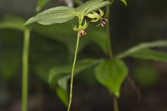 Indian Cucumber-root, Medeola virginiana Indian Cucumber-root, Medeola virginiana