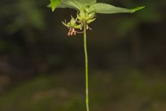 Indian Cucumber-root, Medeola virginiana Indian Cucumber-root, Medeola virginiana