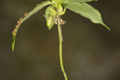 Indian Cucumber-root, Medeola virginiana