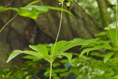 Indian Cucumber-root, Medeola virginiana Indian Cucumber-root, Medeola virginiana
