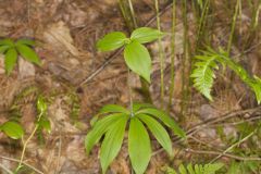 Indian Cucumber-root, Medeola virginiana Indian Cucumber-root, Medeola virginiana