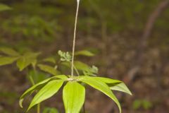 Indian Cucumber-root, Medeola virginiana Indian Cucumber-root, Medeola virginiana