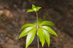 Indian Cucumber-root, Medeola virginiana