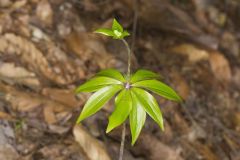 Indian Cucumber-root, Medeola virginiana Indian Cucumber-root, Medeola virginiana