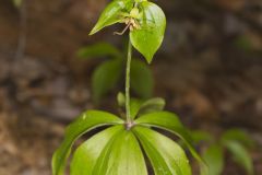 Indian Cucumber-root, Medeola virginiana Indian Cucumber-root, Medeola virginiana