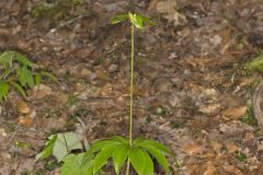 Indian Cucumber-root, Medeola virginiana Indian Cucumber-root, Medeola virginiana