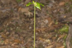 Indian Cucumber-root, Medeola virginiana Indian Cucumber-root, Medeola virginiana