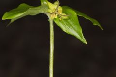 Indian Cucumber-root, Medeola virginiana Indian Cucumber-root, Medeola virginiana