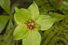 Indian Cucumber-root, Medeola virginiana Indian Cucumber-root, Medeola virginiana