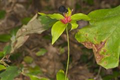 Indian Cucumber-root, Medeola virginiana Indian Cucumber-root, Medeola virginiana