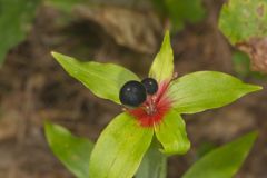 Indian Cucumber-root, Medeola virginiana Indian Cucumber-root, Medeola virginiana
