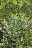 Indian Hemp, Apocynum cannabinum