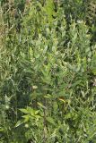 Indian Hemp, Apocynum cannabinum