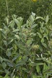 Indian Hemp, Apocynum cannabinum