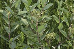 Indian Hemp