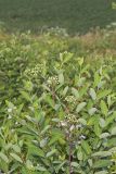Indian Hemp, Apocynum cannabinum