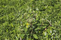 Indian Hemp, Apocynum cannabinum