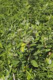 Indian Hemp, Apocynum cannabinum