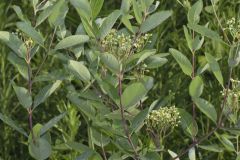 Indian Hemp, Apocynum cannabinum