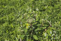 Indian Hemp, Apocynum cannabinum