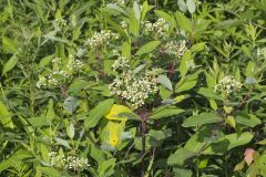 Indian Hemp, Apocynum cannabinum