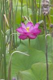 Indian Lotus, Nelumbo nucifera