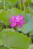Indian Lotus, Nelumbo nucifera