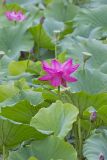 Indian Lotus, Nelumbo nucifera