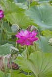 Indian Lotus, Nelumbo nucifera