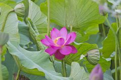 Indian Lotus, Nelumbo nucifera
