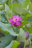 Indian Lotus, Nelumbo nucifera