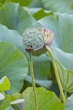 Indian Lotus, Nelumbo nucifera