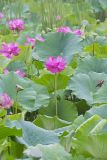 Indian Lotus, Nelumbo nucifera