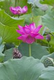 Indian Lotus, Nelumbo nucifera