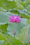 Indian Lotus, Nelumbo nucifera